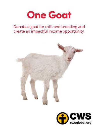 One Goat